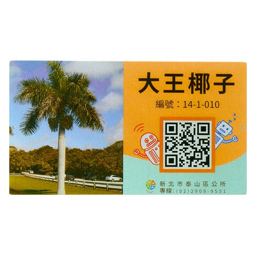 认养铭版推广护大王椰子树